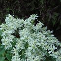 Euphorbia marginata